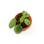 ECOTUBE 16GB USB FLASH DRIVE – CYLINDRICAL DESIGN IN RECYCLED CARDBOARD - Image 12