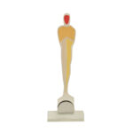 ARTISTIC MODERN OSCAR PLEXIGLASS AWARD 29CM – PRINTED PLATE INCLUDED - Image 2